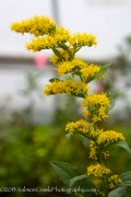<i>Solidago rugosa</i> ‘Fireworks’