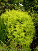 <i>Spiraea thunbergii</i> ‘Ogon’