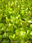 <i>Syringa meyeri</i> ‘Palibin’