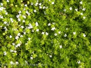 <i>Thymus praecox</i> ssp. <i>arcticus</i> ‘Albus’