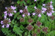 <i>Thymus quinquecostatus</i>