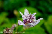 <i>Tricyrtis hirta</i> ‘Moonlight’