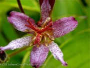 <i>Tricyrtis formosana</i> ‘Samurai’