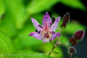 <i>Tricyrtis</i> x ‘Sinonome’