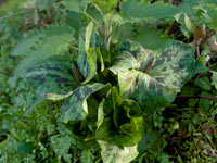 <i>Trillium albidum</i>