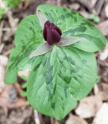 <i>Trillium sessile</i>