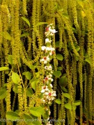 <i>Verbascum nigrum</i> ‘Album’