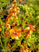 <i>Verbascum</i> ‘Clementine’