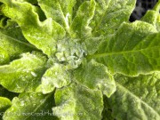 Verbascum Gainsborough