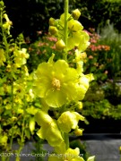 <i>Verbascum</i> ‘Gainsborough’