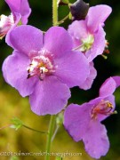 <i>Verbascum phoeniceum</i> ‘Violetta’