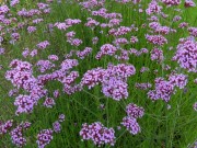 <i>Verbena bonariensis</i>