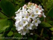 <i>Viburnum</i> x <i>burkwoodii</i> ‘Anne Russell’