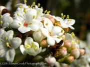 <i>Viburnum</i> x <i>burkwoodii</i> ‘Conoy’