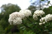 <i>Viburnum carlesii</i>