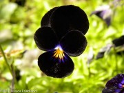 <i>Viola cornuta</i> ‘Bowles Black’