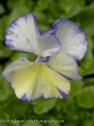 <i>Viola</i> ‘Rebecca’