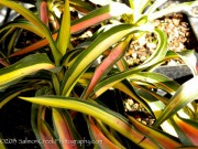 <i>Yucca filamentosa</i> ‘Color Guard’