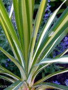 <i>Yucca</i> ‘Garlands Gold’