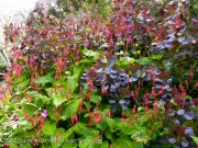 Cotinus and Persicaria