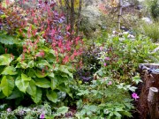 Cotinus 'Grace' provides a beautiful purple backdrop for the brighter blooms of the Persicaria amplexicaulis ‘Atrosanguinea’ and Sanguisorba officinalis 'Red Thunder, while Geranium x riversleaianum ‘Mavis Simpson’ adds foilage and color to the foreground.