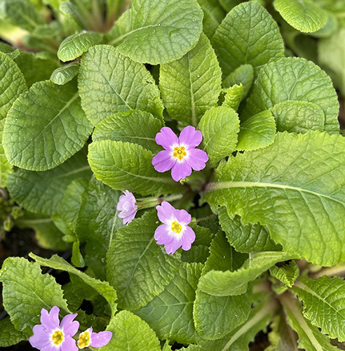 Current Staff’s Favorite Plant