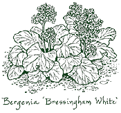 <i>Bergenia</i> ‘Bressingham White’