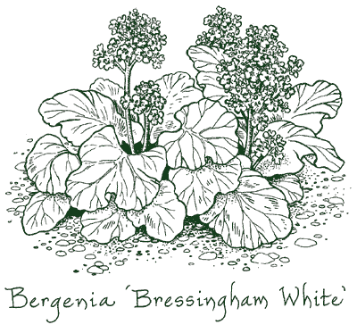 Bergenia ‘Bressingham White’