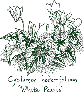 <i>Cyclamen hederifolium</i> ‘White Pearls’