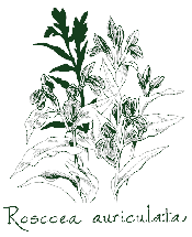 <i>Roscoea auriculata</i>