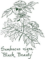 <i>Sambucus nigra</i> ‘Gerda’