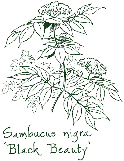 Sambucus nigra ‘Gerda’