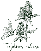 <i>Trifolium rubens</i>