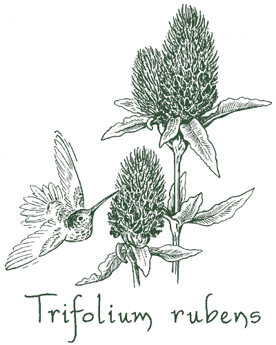 Trifolium rubens