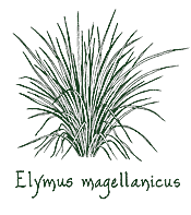 <i>Elymus magellanicus</i>