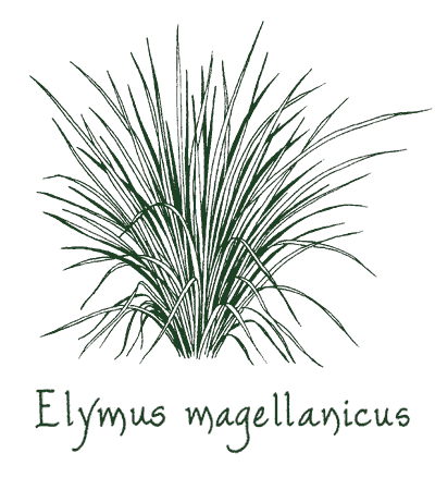 Elymus magellanicus