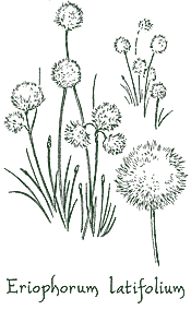 <i>Eriophorum latifolium</i>