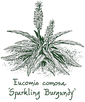 <i>Eucomis comosa</i> ‘Sparkling Burgundy’