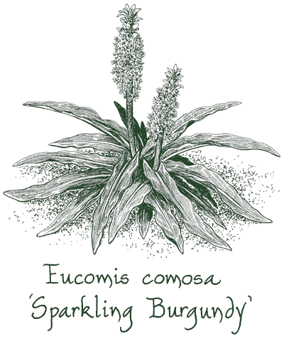 Eucomis comosa ‘Sparkling Burgundy’