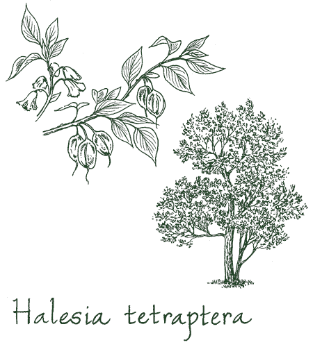 Halesia tetraptera