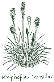 <i>Kniphofia</i> ‘Vanilla’