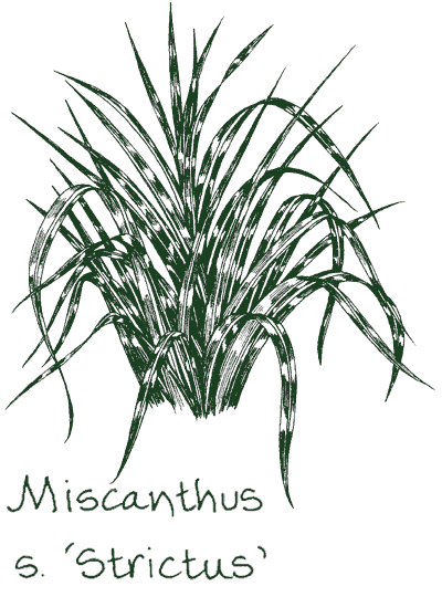 Miscanthus sinensis ‘Strictus’