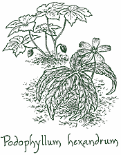 <i>Podophyllum hexandrum</i>