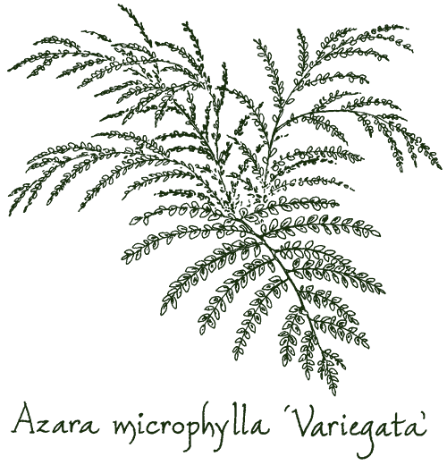Azara microphylla ‘Variegata’