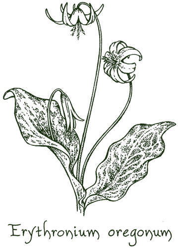 Erythronium oregonum