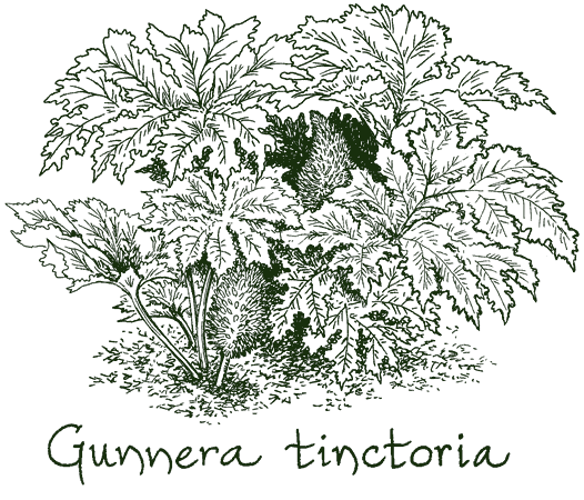 Gunnera tinctoria