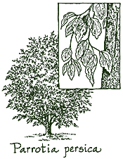 <i>Parrotia persica</i>