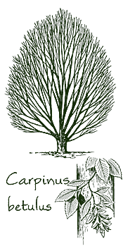 <i>Carpinus betulus</i>