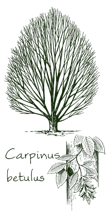 Carpinus betulus