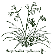 <i>Hemerocallis middendorffii</i>